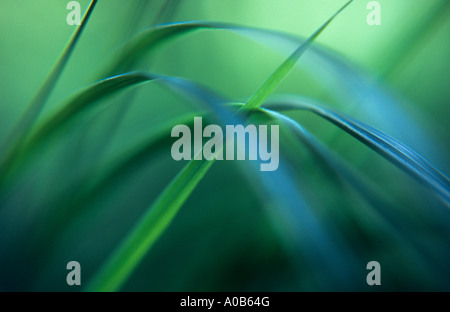 Close up impressionniste de bleu-vert de lames plus frais carex Carex riparia ou étang avec fond vert clair Banque D'Images