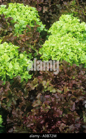 Close up de vert clair à maturité à feuilles de laitue frisée avec interplanted mad trucker 2-rouge pour les plantes ornementales et les usages culinaires Banque D'Images