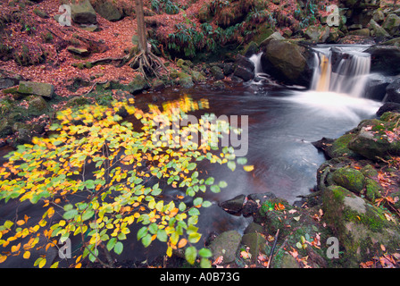 'Gorge' woods Padley en automne, Derbyshire 'Grande-bretagne' Banque D'Images