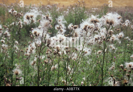 Graines duveteuses sur les tiges de Chardon des champs Cirsium arvense ou éclairé par LED, à la fin de l'été bien sur le bord du champ de blé moissonné Banque D'Images