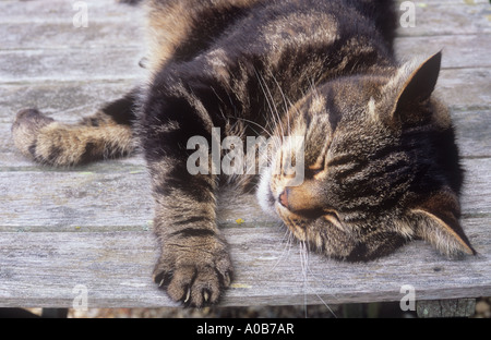 Close up de la tête et des jambes avant de chat tigré tendus et contentement somnoler sur table de jardin en bois Banque D'Images