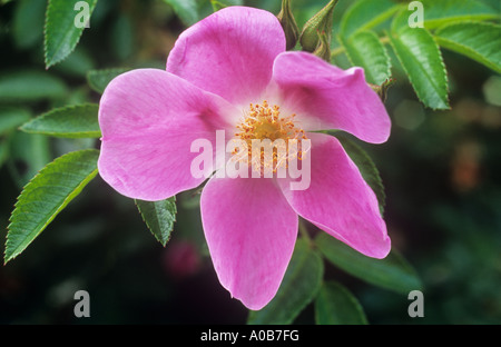 Close up d'un rose profond de flowerhead seul pétales rose arbustive ou Rosa Carminetta avec feuillage vert clair Banque D'Images