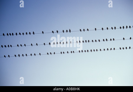 De nombreuses ou Étourneaux Sturnus vulgaris assis sur trois lignes parallèles silhouetted against sky Banque D'Images