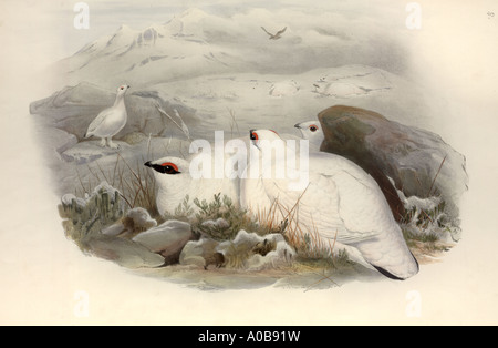 Lagopus muta lagopède Banque D'Images