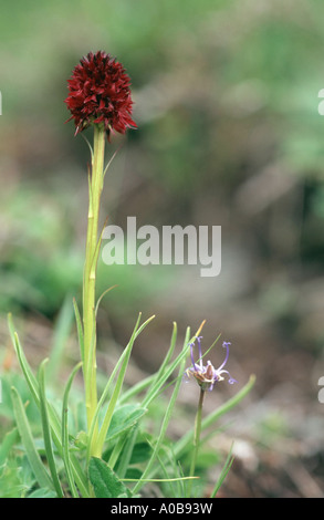 Orchidée vanille noire (Nigritella nigra), blooming Banque D'Images