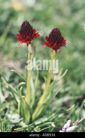 Orchidée vanille noire (Nigritella nigra), blooming Banque D'Images