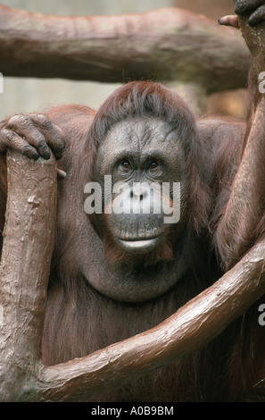 Orang-outan, l'orang-outan, l'orang-outang (Pongo pygmaeus) Banque D'Images