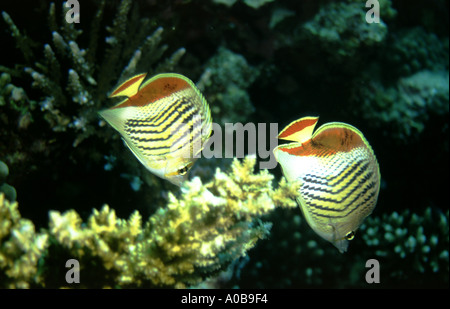 Les papillons chaetodon paucifasciatus Banque D'Images