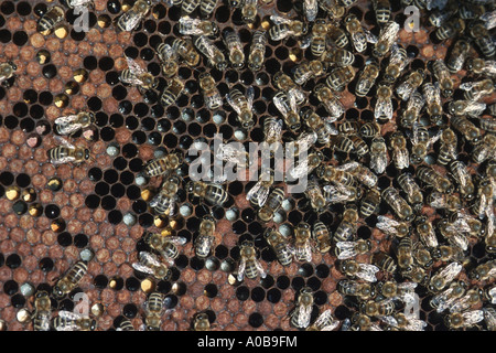 Abeille, ruche abeille (Apis mellifera mellifera), sur honycomb Banque D'Images