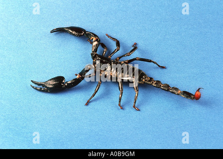 L'empereur commune scorpion Pandinus imperator dentelle Banque D'Images