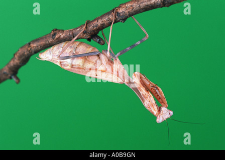 La prédation européenne (Mantis religiosa mantis), fixé en dessous d'une brindille Banque D'Images