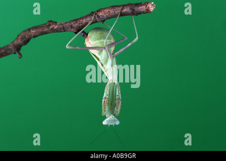 La prédation européenne (Mantis religiosa mantis), fixé en dessous d'une brindille Banque D'Images