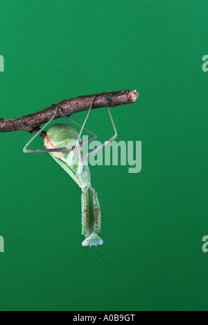 La prédation européenne (Mantis religiosa mantis), fixé en dessous d'une brindille Banque D'Images
