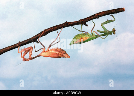 La prédation européenne (Mantis religiosa mantis), deux animaux fixé en dessous d'une brindille Banque D'Images