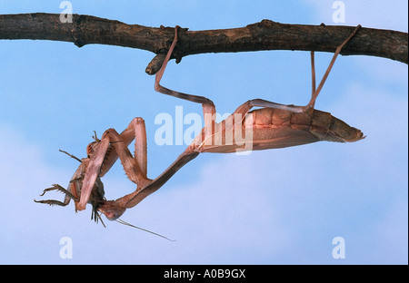 La prédation européenne (Mantis Mantis religiosa), nourrir un mole cricket Banque D'Images