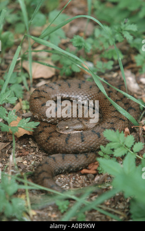 Vipère aspic (vipère aspic, Vipera aspis), roulé Banque D'Images