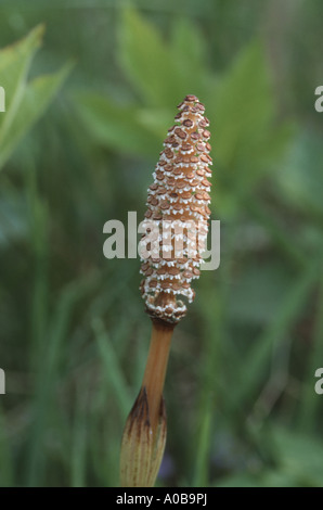 La prêle des champs (Equisetum arvense), fertile sprout Banque D'Images