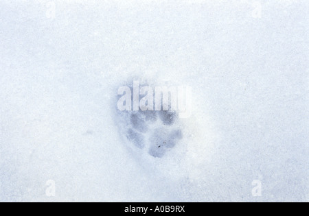 Chat domestique, le chat domestique (Felis silvestris catus), f. padprint dans la neige Banque D'Images