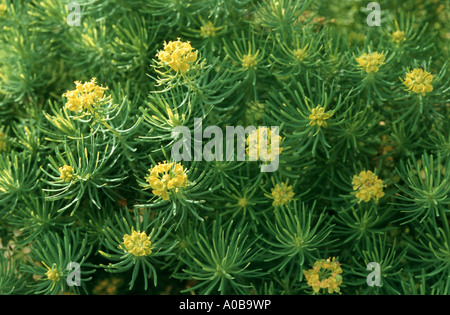 L'euphorbe cyprès (Euphorbia cyparissias), blooming Banque D'Images