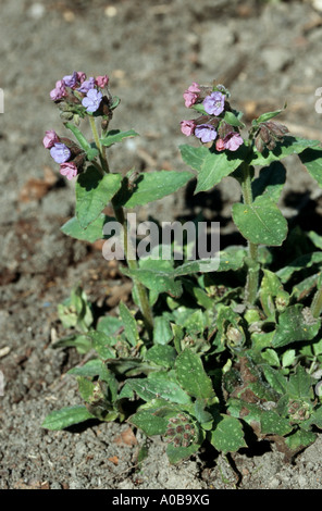 Pulmonaire officinale (Pulmonaria officinalis commune), blooming Banque D'Images