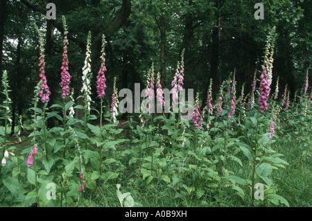 La digitale pourpre digitale, commune (Digitalis purpurea), blooming Banque D'Images
