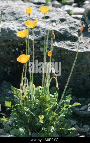 Rhaeticum pavot (Papaver rhaeticum), blooming Banque D'Images