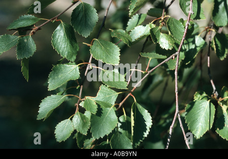 Bouleau pubescent (Betula pubescens), feuilles Banque D'Images