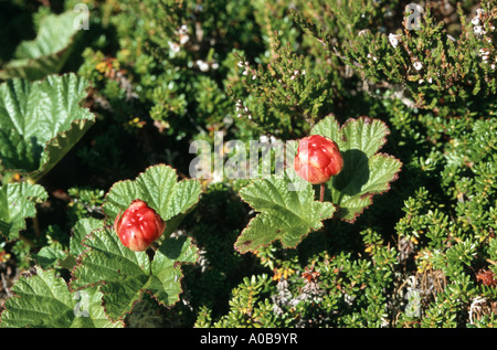 Baked-apple berry, plaquebière (Rubus chamaemorus), les fruits, les plantes s'affiche sur l'Finnsih 2 Euro coin Banque D'Images