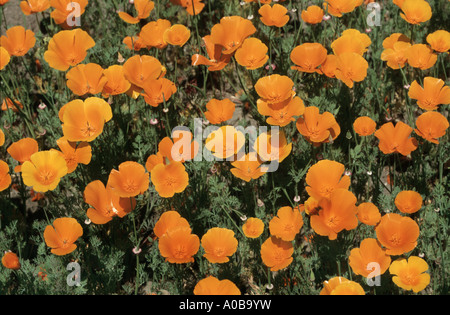 Pavot de Californie, pavot de Californie, gold poppy (Eschscholzia californica), fleurs Banque D'Images