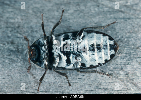 Larder beetle, larder beetle, commune (Dermestes lardarius bacon ponderosa), dessous Banque D'Images