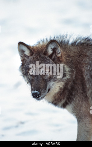 Le loup gris d'Europe (Canis lupus lupus), dans la neige Banque D'Images