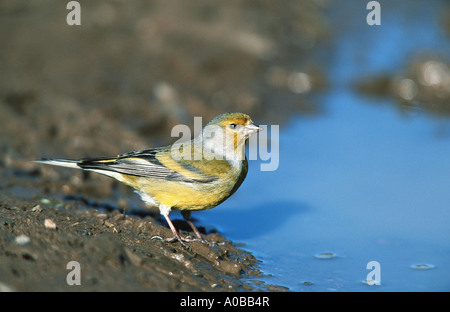Venturon montagnard (Serinus citrinella), homme, Espagne Banque D'Images