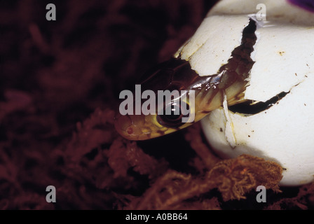 DHAMAN SERPENT RAT non venimeux, Coluber Mucosus commun. L'éclosion Maharashtra Inde Banque D'Images