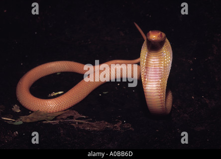 COBRA à lunettes. Naja naja. Venimeux, commun. Cobra albinos . Katraj Pune Maharashtra Inde Snake Park Banque D'Images