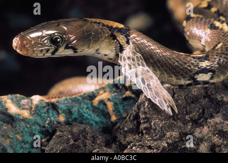 Coelognathus helena SNAKE BIJOU montagnarde, monticollaris commun non venimeux, tue par constriction. Pune, Maharashtra. Banque D'Images