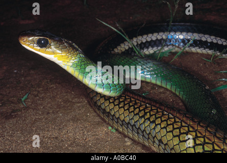 Coluber Nigromarginatus Rat vert serpent venimeux Non disponible l'Arunachal Pradesh, Inde rarement Banque D'Images