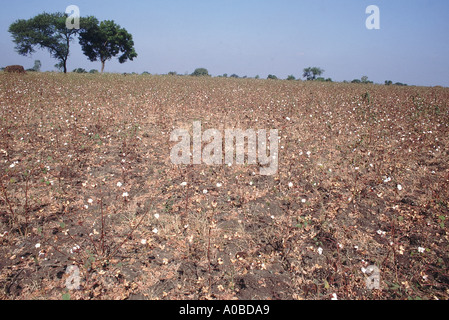 Récolte de coton. Le coton est principalement cultivée dans le noir profond des sols le plateau du Deccan. Banque D'Images