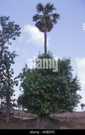 De plus en plus sur une ligne de réseau Banyan. Borassus Flabellifer. Palmyra palm. Famille : Arecaceae. Banque D'Images