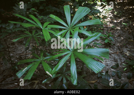 Une petite paume qui pousse dans les sous-bois des forêts dans les îles Andaman. Les feuilles sont utilisées pour les toitures. Banque D'Images