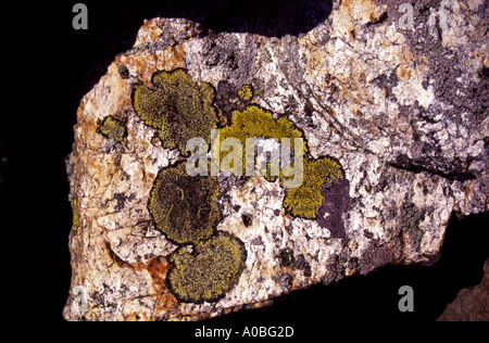 Les lichens sur un mur de pierre vallée de Conwy dans le Nord du Pays de Galles Banque D'Images