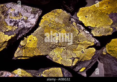 Les lichens sur un mur de pierre vallée de Conwy dans le Nord du Pays de Galles Banque D'Images