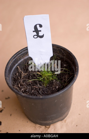 Avec la croissance de plantes en pot les pousses vertes et étiquette avec symbole de devise Royaume-uni UK Banque D'Images