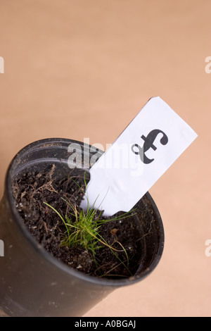 Avec la croissance de plantes en pot les pousses vertes et étiquette avec symbole de devise Royaume-uni UK Banque D'Images