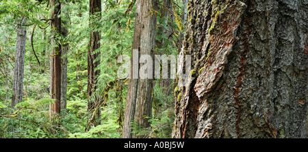 Sapin de Douglas et le cèdre rouge de l'arbres Newhalem Ross Lake National Recreation Area North Cascades le Whatcom County, Washington, USA Banque D'Images