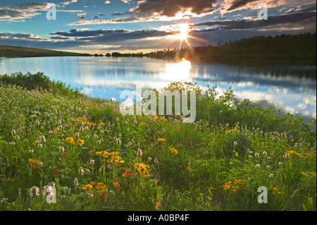 Poisson du lac avec des fleurs sauvages et coucher du soleil de montagne Steens Oregon Banque D'Images