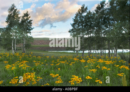 Marguerite jaune fleurs et arbres d'aspen avec sunrise près de petit étang dans l'Oregon Montagne Steens Banque D'Images