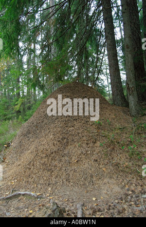 Un énorme nid les fourmis des bois dans la forêt le long d'un chemin public en Norvège Banque D'Images