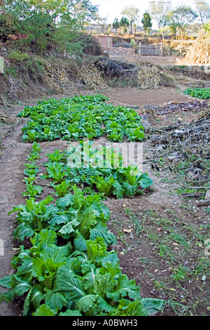 La Chine de plus en plus verts SIMATAI dans un jardin chinois près de la Grande Muraille Banque D'Images