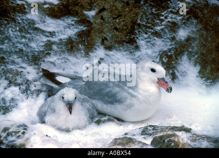 Le sud de pétrel Fulmar (Fulmarus glacialoides avec chick femelle adulte dans la neige Hop Island Antarctique Groupe Rauer Banque D'Images