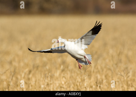 Apache de del Bosque - Nouveau Mexique - USA l'atterrissage à l'oie des neiges Oie des neiges (Chen caerulescens) Banque D'Images